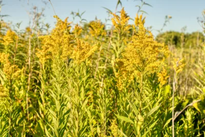 Goldenseal that contains Berberine - How does it work